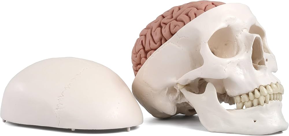Amazon.co.jp: 頭蓋骨模型と脳模型のセット - 頭蓋，脳付，8分解モデル