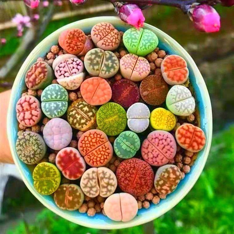 Amazon.co.jp: 多肉植物 リトープス 色の組み合わせ 50苗 1年の苗0.5