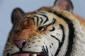 Amazon | 1/6 サイズ アムールトラ チョウセントラ シベリアトラ トラ