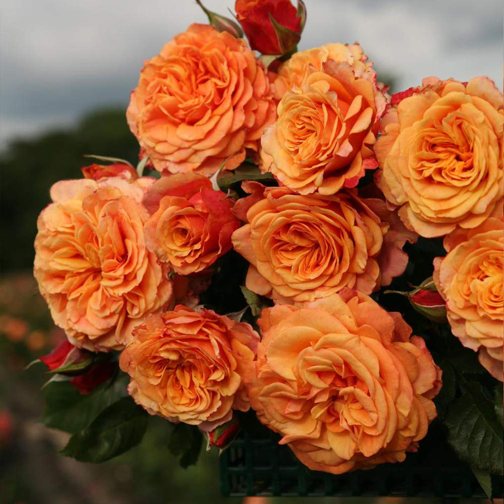 Amazon.com : Heirloom Roses Orange Rose Plant - Sunbelt® Crazy