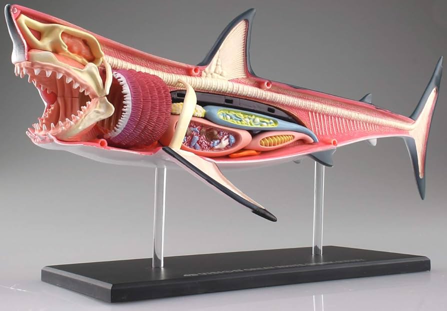 Amazon.co.jp: スカイネット 立体パズル 4D VISION 動物解剖 No.02