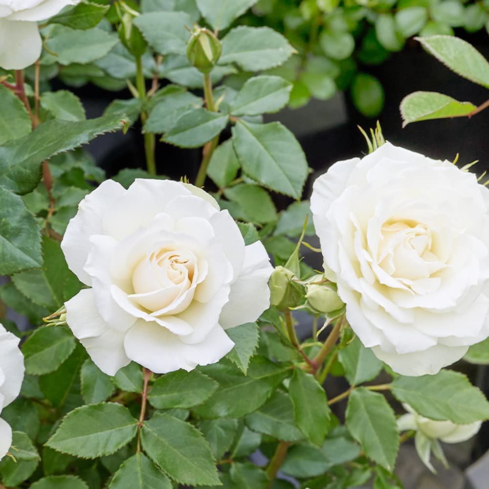 Amazon.co.jp: 薔薇の苗