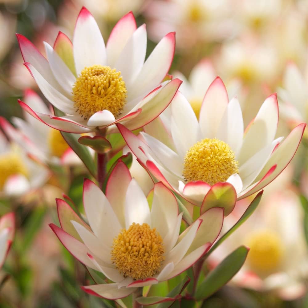 Amazon.co.jp: リューカデンドロン・ハーベスト 5号鉢【品種で選べる