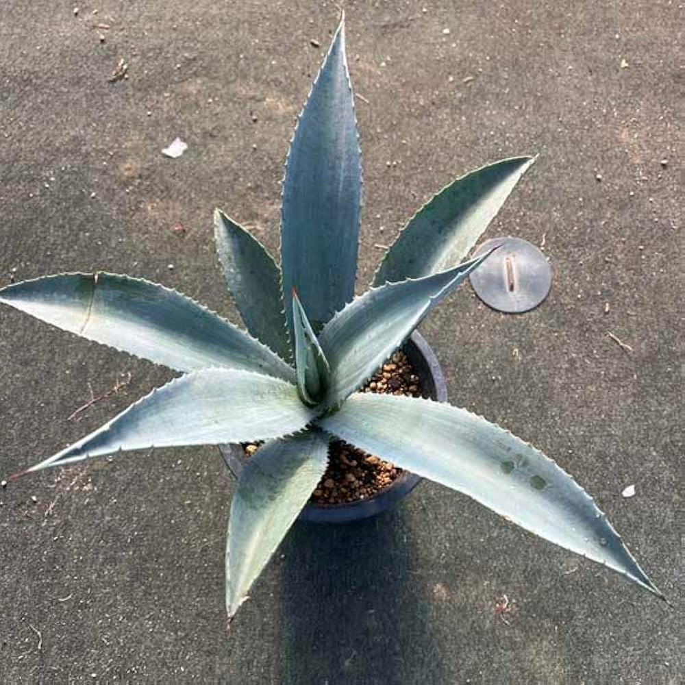 Amazon｜アガベ リュウゼツラン アメリカーナ アオノリュウゼツラン
