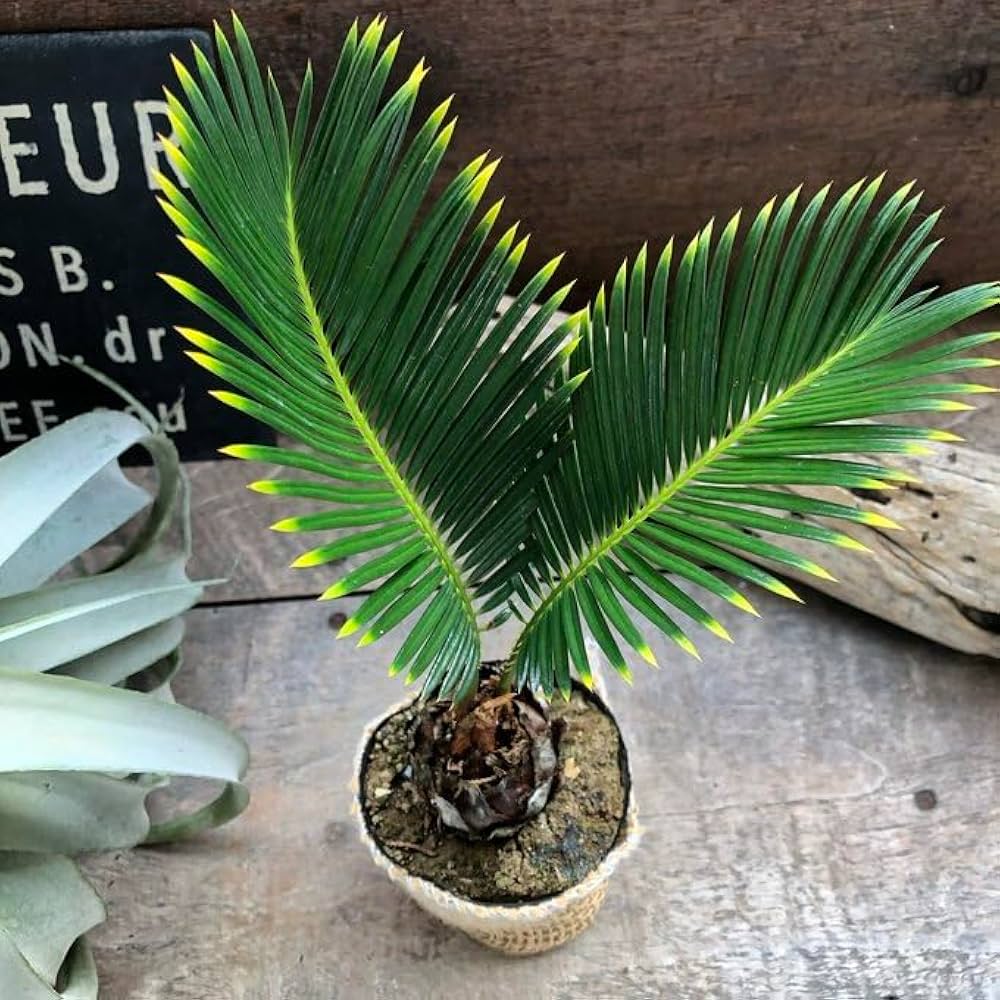 Amazon.co.jp: 金環ソテツ 南国の風 エキゾチック 斑入りソテツ 蘇鉄