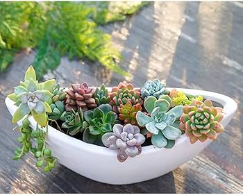 Amazon.co.jp: [ADSNS] 植木鉢 サボテン鉢 プランター 三日月の植木鉢