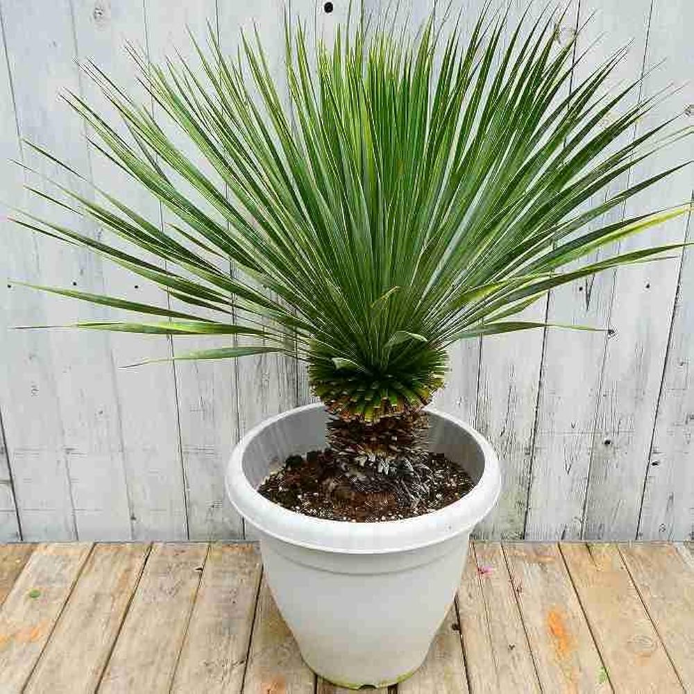 Amazon.co.jp: ユッカ ロストラータ 10号鉢 観葉植物 ドライガーデン