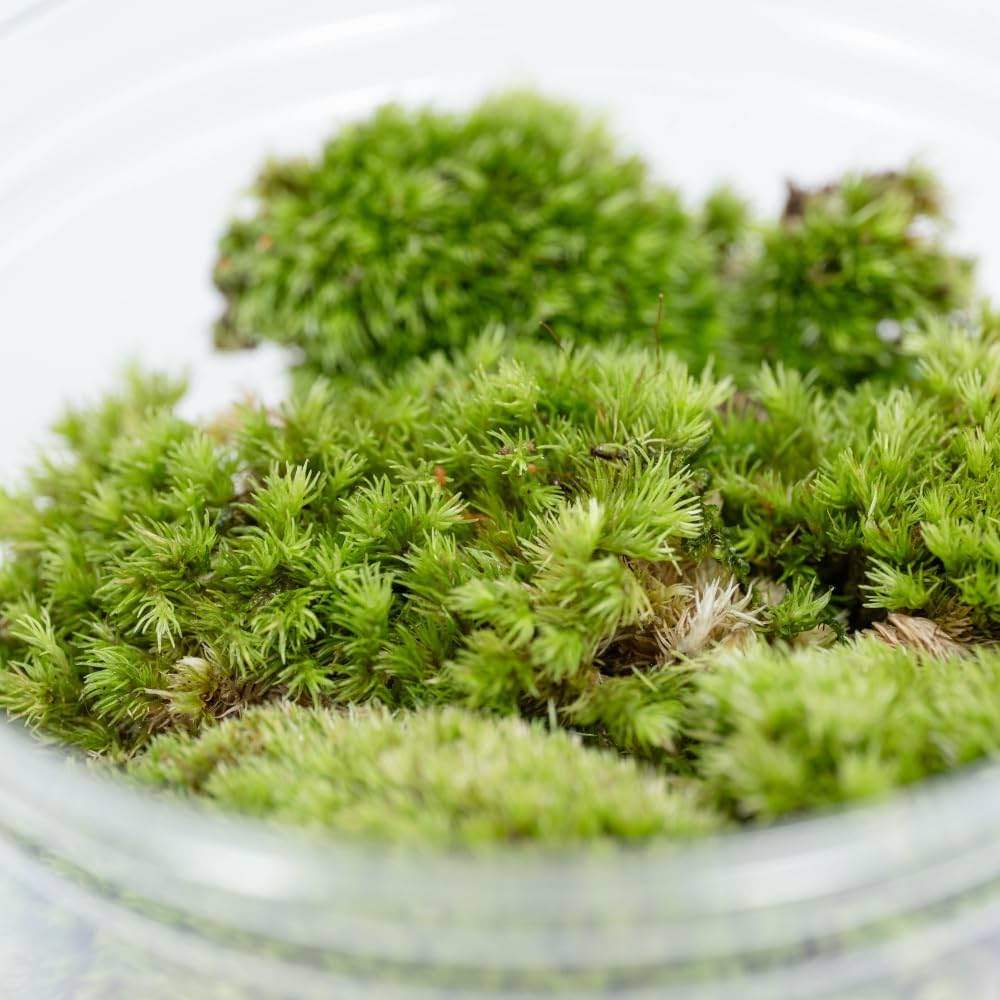 Amazon｜ホソバオキナゴケ｜テラリウム用苔パック｜観葉植物