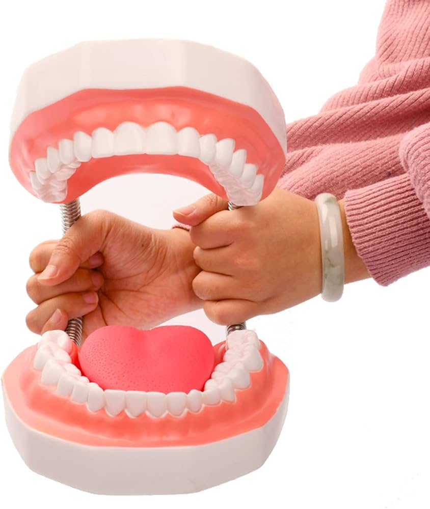 Amazon.co.jp: 6倍の倍率歯科モデル 歯の模型患者説明用 歯医者