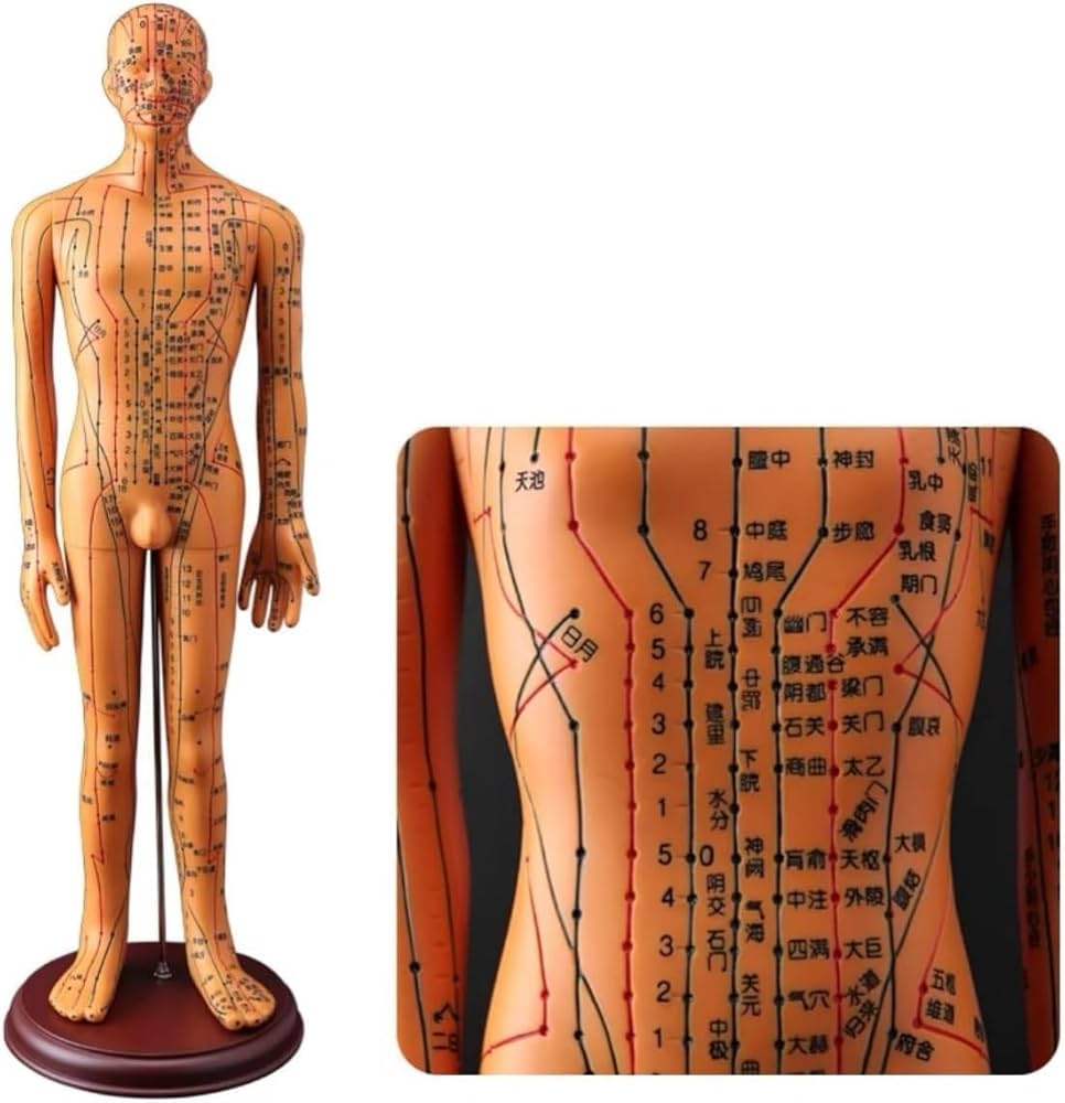 Amazon.co.jp: colortree 経絡人形 鍼灸モデル鍼灸経絡モデル鍼灸