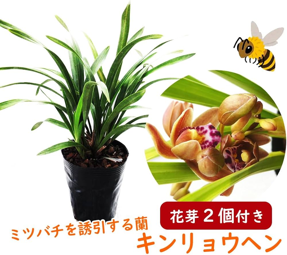 Amazon.co.jp: 【 花芽2個付き 】キンリョウヘン 苗 花（ 金稜辺