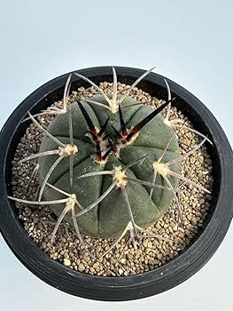 Amazon.co.jp: Gymnocalycium spegazzinii ギムノカリキウム 黒刺天平
