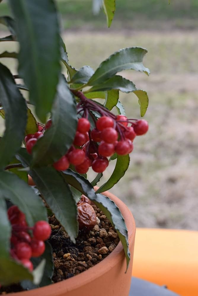 Amazon.co.jp: 万両苗 縁起の良い樹 大実万両宝舟万両苗木 : DIY・工具