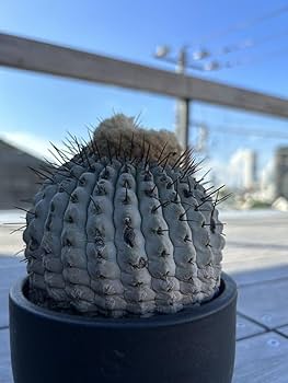 Amazon.co.jp: 管理5年 孤竜丸 コピアポア コルムナアルバ 黒王丸 山木