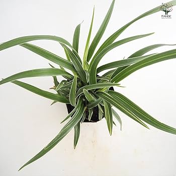 Amazon.co.jp: ITANSE ディアネラ (キキョウラン) シルバー