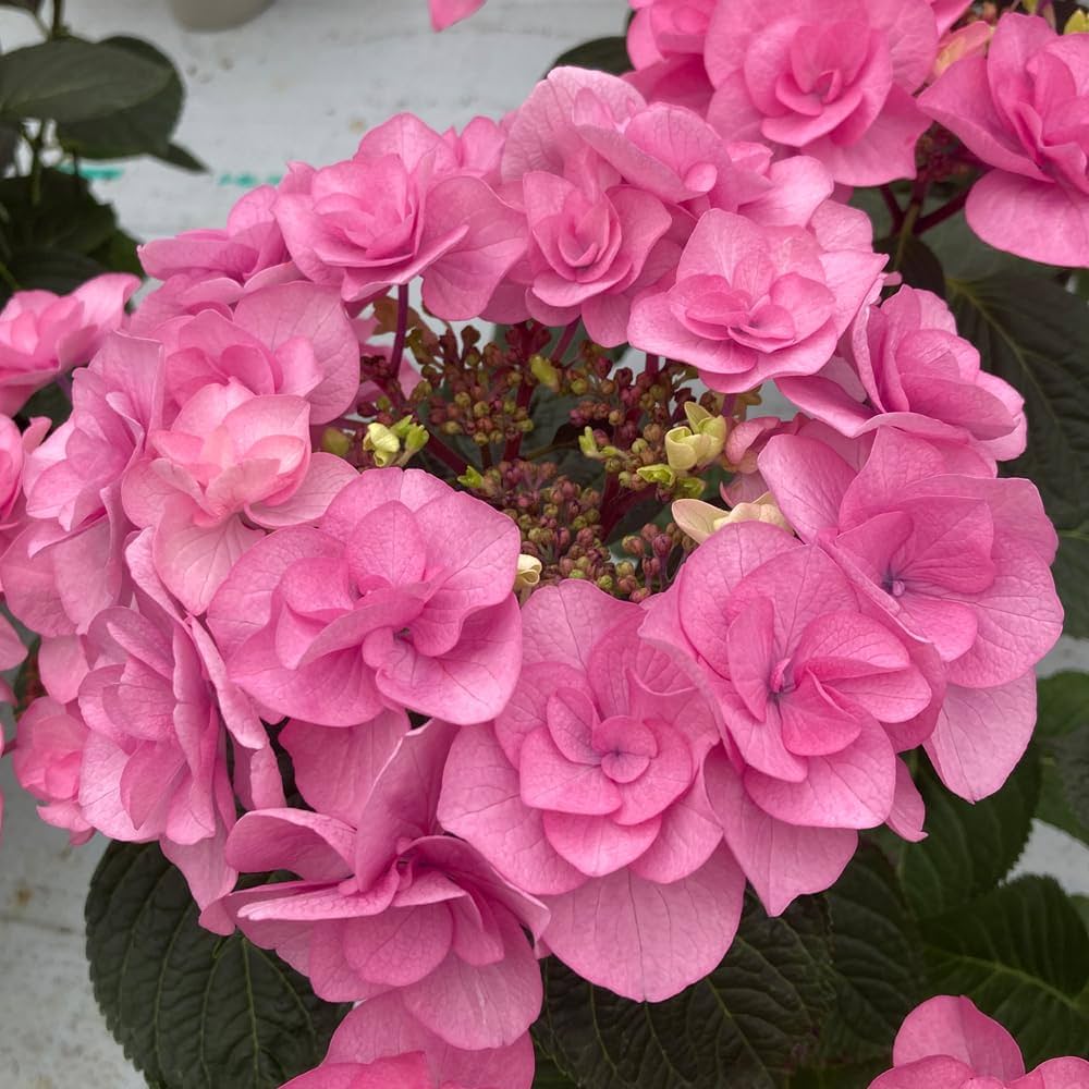 61eDj-2C32L._AC_UF1000,