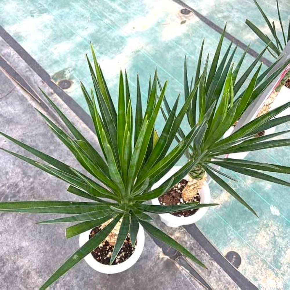 Amazon｜アロイフォリア ユッカ・アロイフォリア 観葉植物 お祝 新築