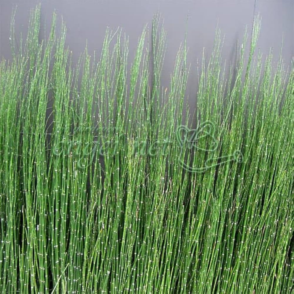 Amazon.co.jp: トクサ（木賊）：オオトクサ[ジャンボトクサ・大トクサ