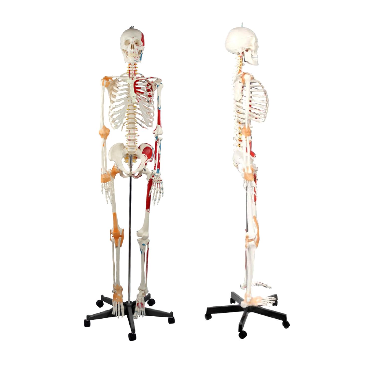 Amazon.co.jp: Kurflo 人体骨格模型 教育用 【176cm】 等身大 人体模型