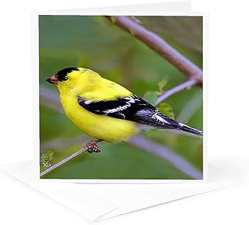 Amazon.co.jp: 鳥 – Americanゴールドフィンチ – グリーティングカード