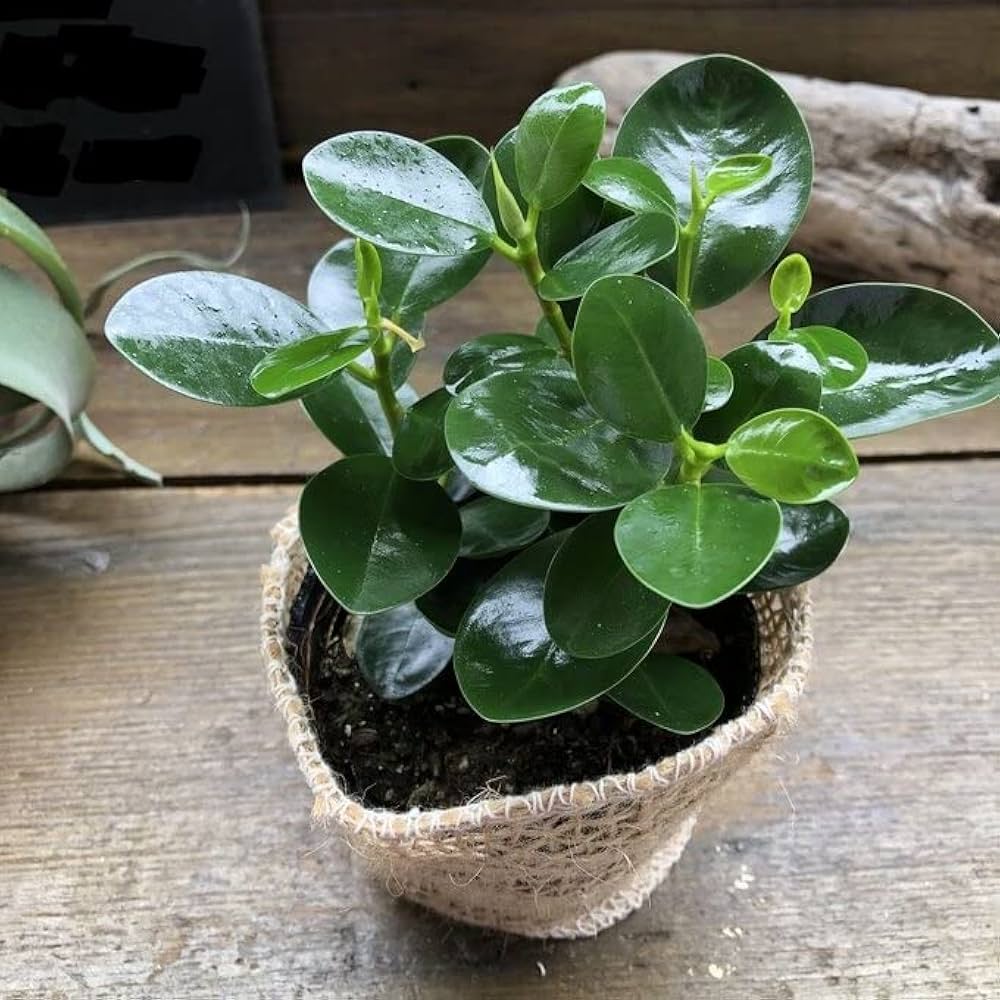 Amazon｜赤ちゃんパンダガジュマル ミニサイズ 観葉植物｜観葉植物