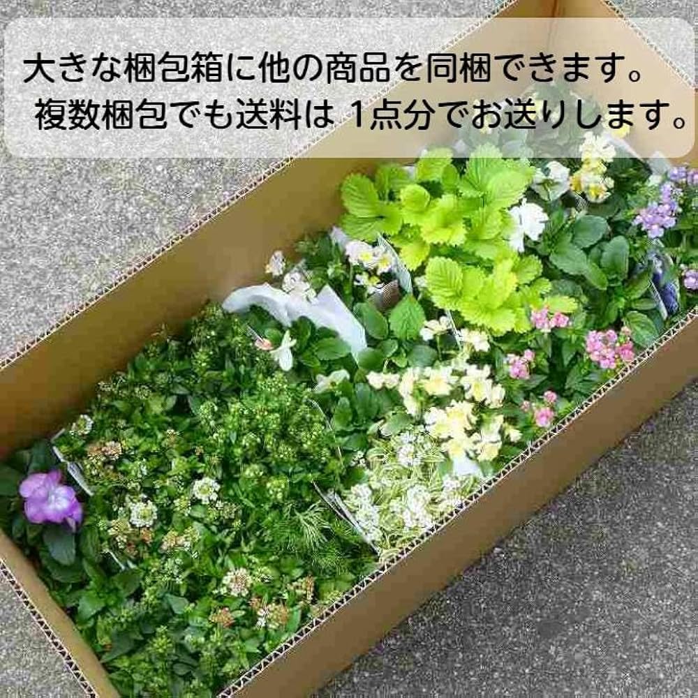 Amazon.co.jp: 桔梗 苗 二重咲き 紫花 3号 キキョウ 山野草 宿根草