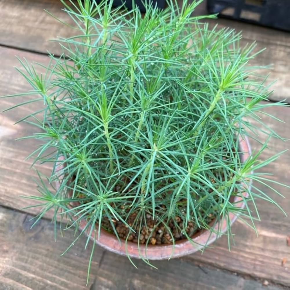 Amazon | 遊恵盆栽：盆栽種子 黒松*クロマツ くろまつ | 花