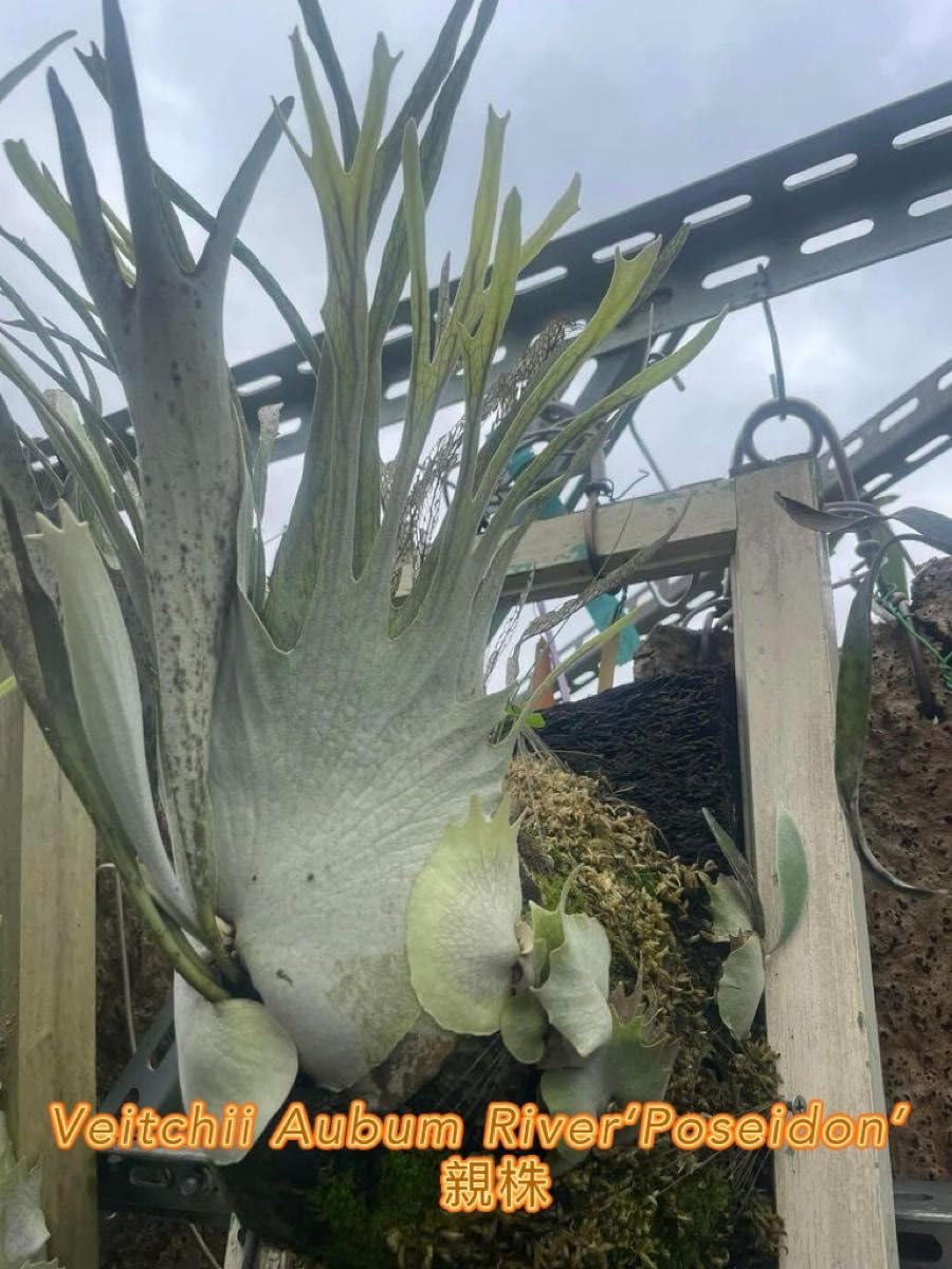 Amazon.co.jp: 「初上陸最高峰」ビカクシダ AR x AR x AR spore 交配