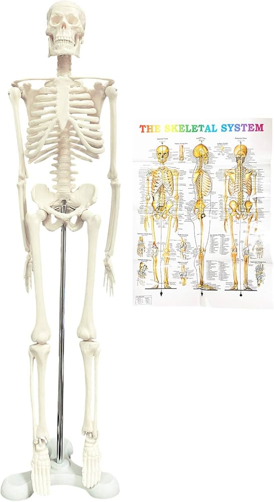 Amazon.co.jp: 人体模型 骨格標本 直立 スタンド 教材 45cm 1/4 モデル