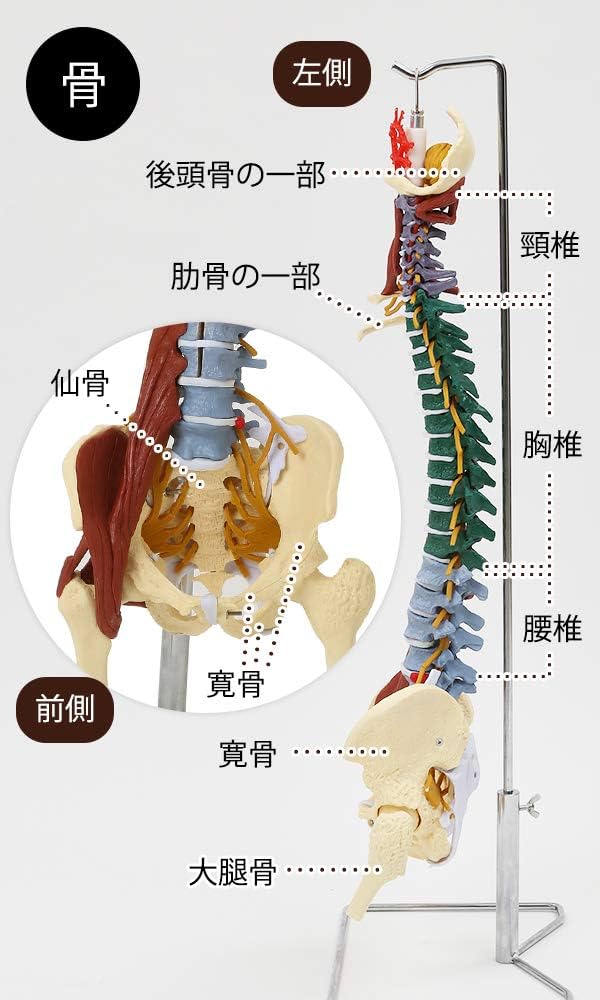 Amazon.co.jp: 7ウェルネ 脊椎模型 人体模型 (主要筋 靭帯 神経 血管