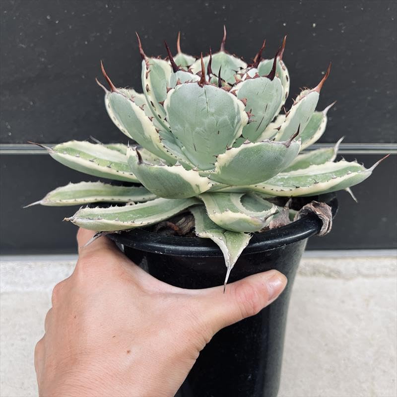 Amazon｜多肉植物 ：アガベ 吉祥冠錦 覆輪*L｜観葉植物 オンライン通販