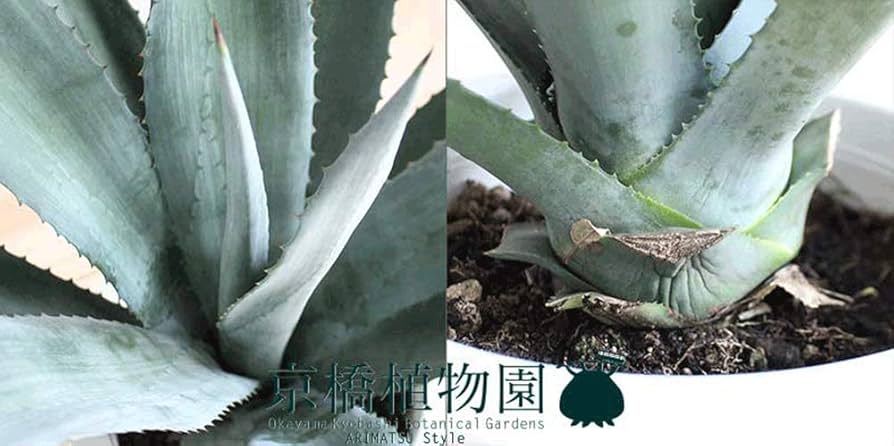 Amazon｜アガベ アオノリュウゼツラン 8号｜観葉植物 オンライン通販