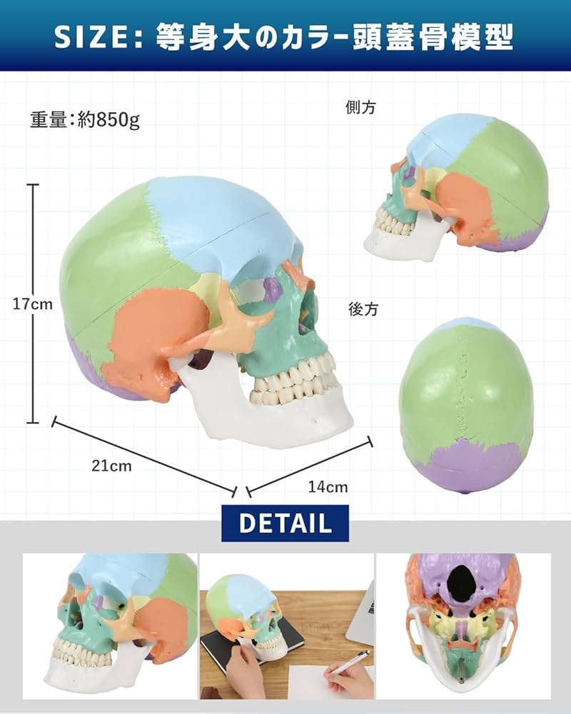 Amazon.co.jp: KIYOMARU カラー頭蓋骨模型 人体模型 頭蓋骨模型 理学