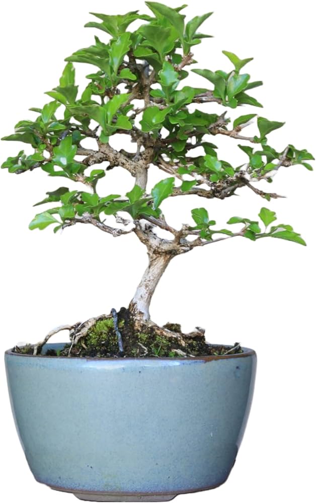 Amazon｜『匂い楓』ニオイカエデ ミニ盆栽【泰寿園 Online】｜観葉植物