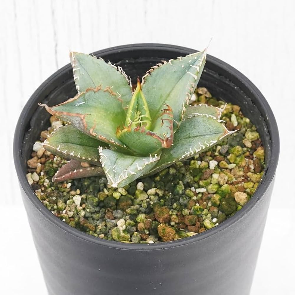 Amazon｜アガベ・チタノタ「豆豆龍（トトロ）」 3.5号鉢｜観葉植物