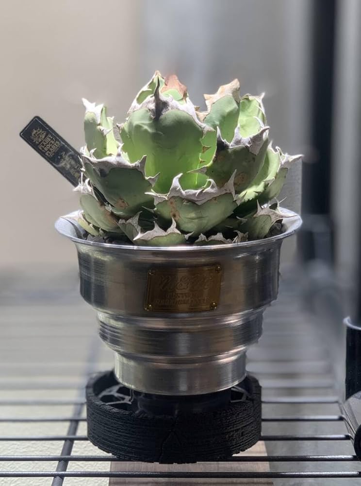 Amazon.co.jp: アガベ チタノタ 姫厳竜 ひめげんりゅう Agave titanota