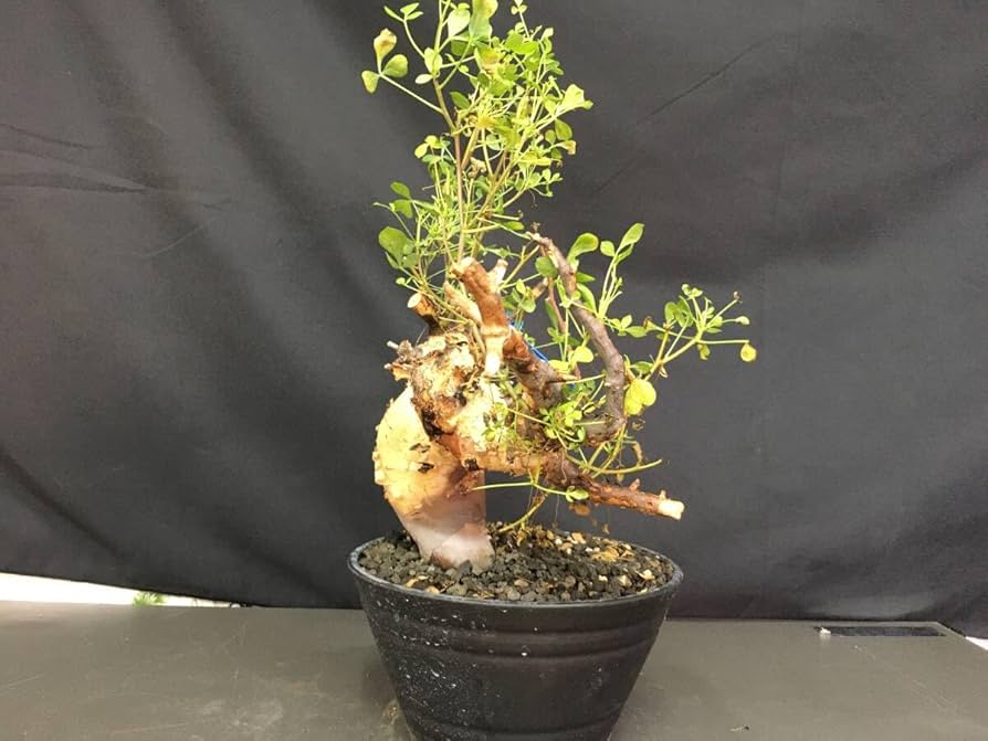 Amazon.co.jp: 4.発根済み コミフォラ カタフ ソマリア産 ピュアカタフ