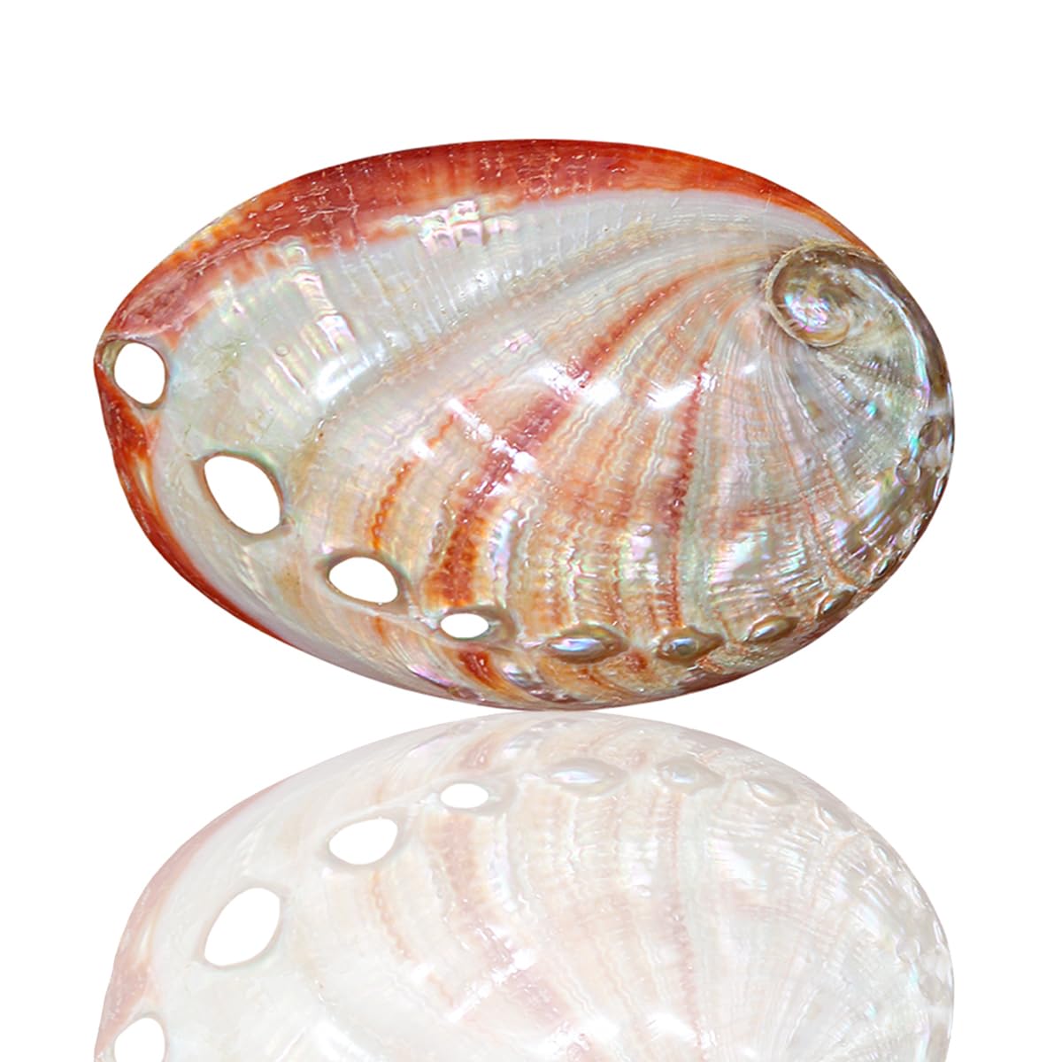 Amazon.co.jp: 貝殻 大 天然,大 ビーチシェル、 天然赤アワビ貝殻 片面