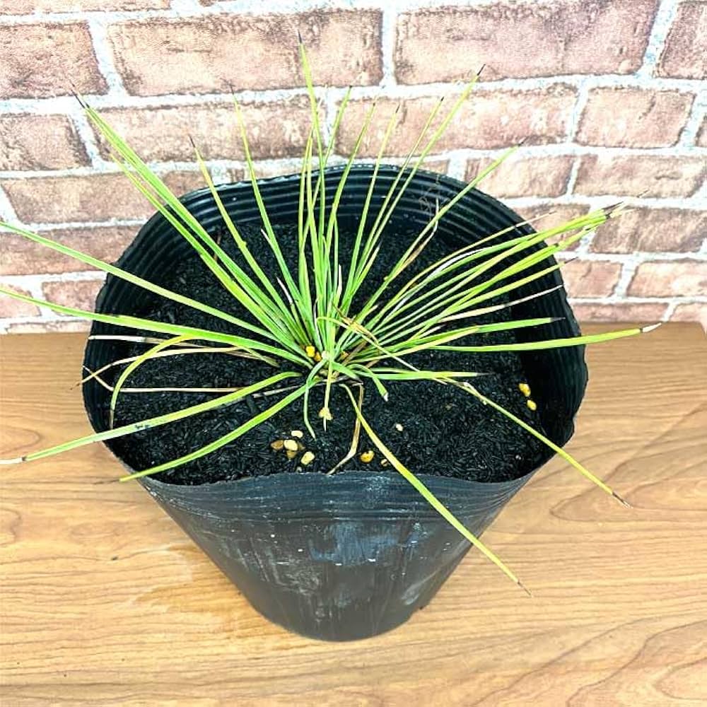 Amazon.co.jp: 庭木 苗木 ユッカ リネアリフォリア 21cmポット 植木