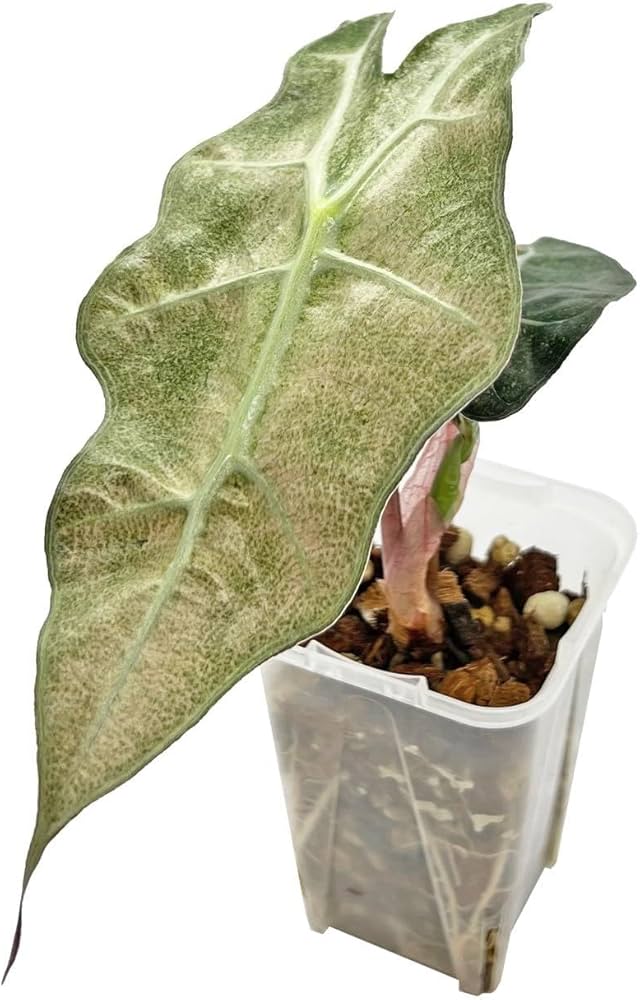 Amazon｜アロカシア アマゾニカ ポリー ミント斑入り 幼苗 ネガミエル
