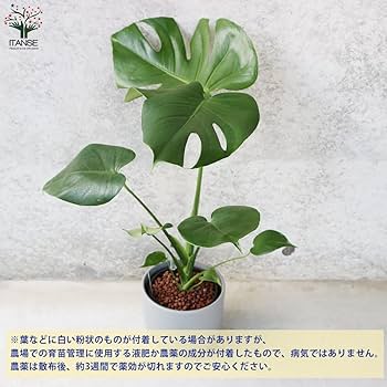 Amazon｜モンステラ 水位計付 水耕栽培二重鉢仕様 5号鉢【品種で選べる