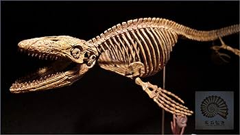 Amazon | 菊石 1/25 サイズ モササウルス 骨格 恐竜 リアル フィギュア