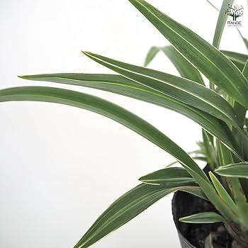 Amazon.co.jp: ITANSE ディアネラ (キキョウラン) シルバー