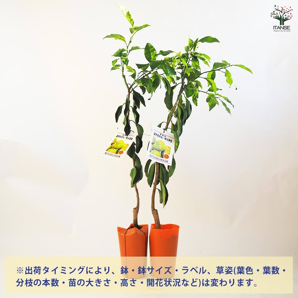 Amazon.co.jp: ITANSE みかんの苗木 ゆら早生 4.5号 1個売り