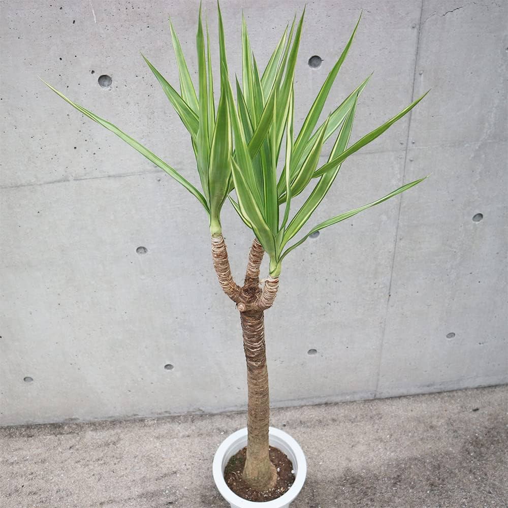 Amazon｜斑入りユッカ (青年の木) 観葉植物 大型 8号 Lサイズ
