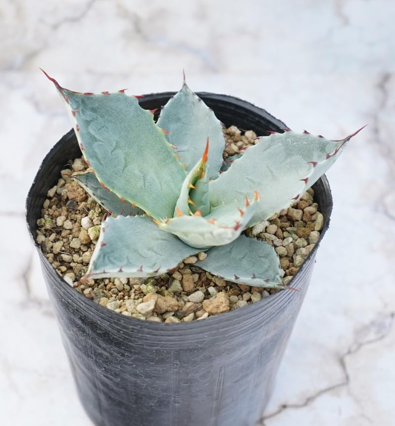 Amazon｜アガベ・パリー・トルンカータ 3号ロングポット｜観葉植物