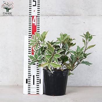 Amazon.co.jp: 斑入りヤブコウジ 5号ポット【品種で選べる庭木/1個売り