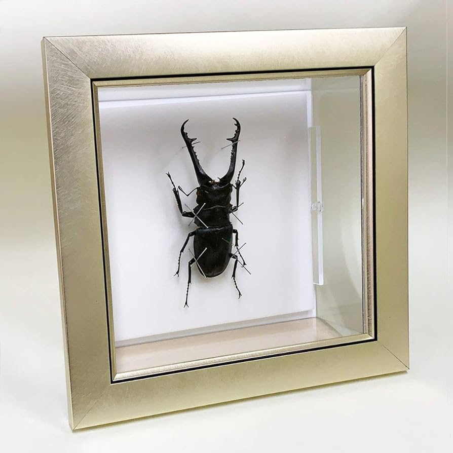 Amazon.co.jp: 虫の標本 ギラファノコギリクワガタ メタリック調ライト