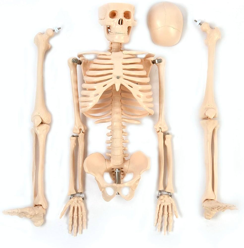 Amazon.co.jp: 人体模型ガイコツ (85cm, 人骨模型) : 産業・研究開発用品