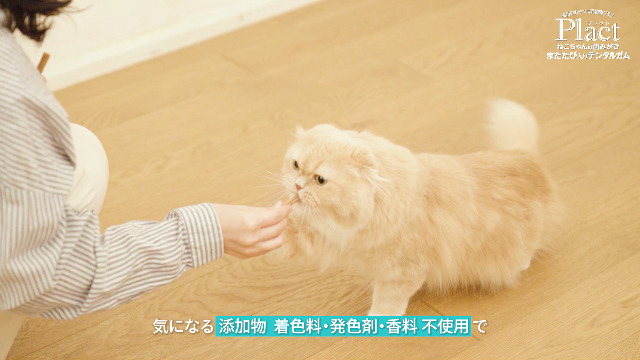 Amazon | ペティオ(Petio) プラクト 無添加 ねこちゃんの 歯みがき